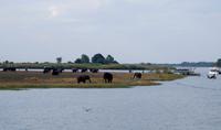 Chobe NP - Bootssafari