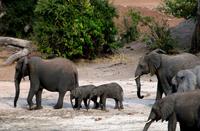 Chobe NP - Elefanten