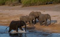 Chobe NP - Elefanten