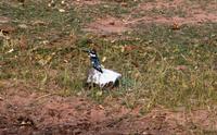 Chobe NP - Graueisvogel
