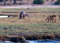 Chobe NP - Hippos mit Wasserböcken