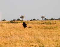 Chobe NP - Löwen