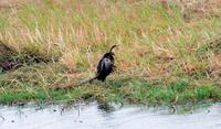 Chobe NP - Schlangenhalsvogel