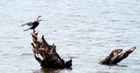 Chobe NP - Schlangenhalsvogel