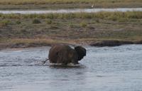 Chobe NP - entwurzelter Halbstarker