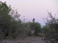 Chobe Nationalpark
