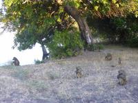 Chobe Nationalpark
