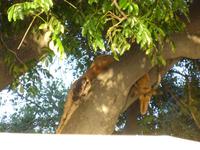 Chobe Nationalpark