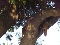 Chobe Nationalpark