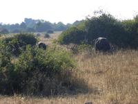 Chobe Nationalpark
