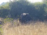 Chobe Nationalpark