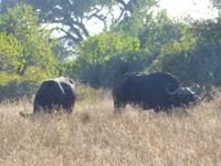Chobe Nationalpark