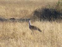 Chobe Nationalpark