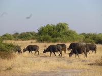 Chobe Nationalpark