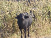 Chobe Nationalpark