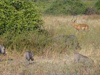 Chobe Nationalpark