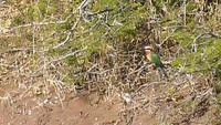 Chobe Nationalpark