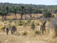 Chobe Nationalpark