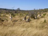 Chobe Nationalpark
