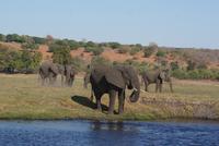 Chobe River Safari (27)