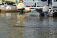 Chobe River Safari