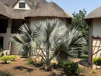 Chobe Safari Lodge