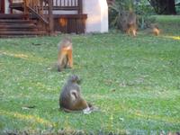 Chobe Safari Lodge