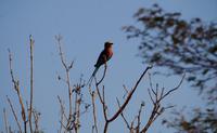 Chobe-Nationalpark - Gabelracke
