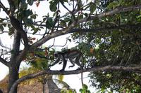 Colobus Affen