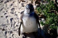 Cooler Pinguin