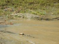 Crocs...