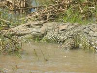 Crocs...
