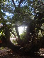 Der Postbaum