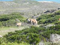 Eland-Antilopen