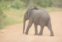 Elefant (2)