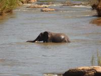 Elefant - Kruger-NP