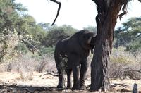 Elefant 476