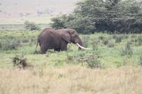 Elefant im Ngorongoro Crater