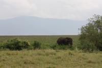 Elefant im Ngorongoro Crater