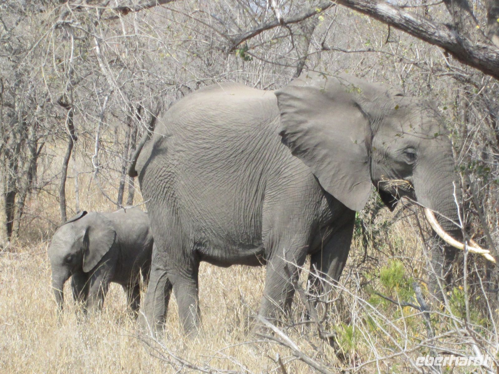 Elefant