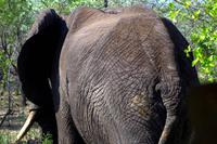 Elefant