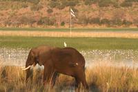 Elefant