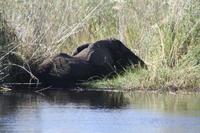 Elefant
