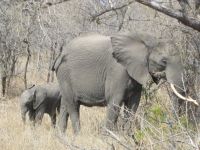 Elefant