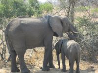 Elefant