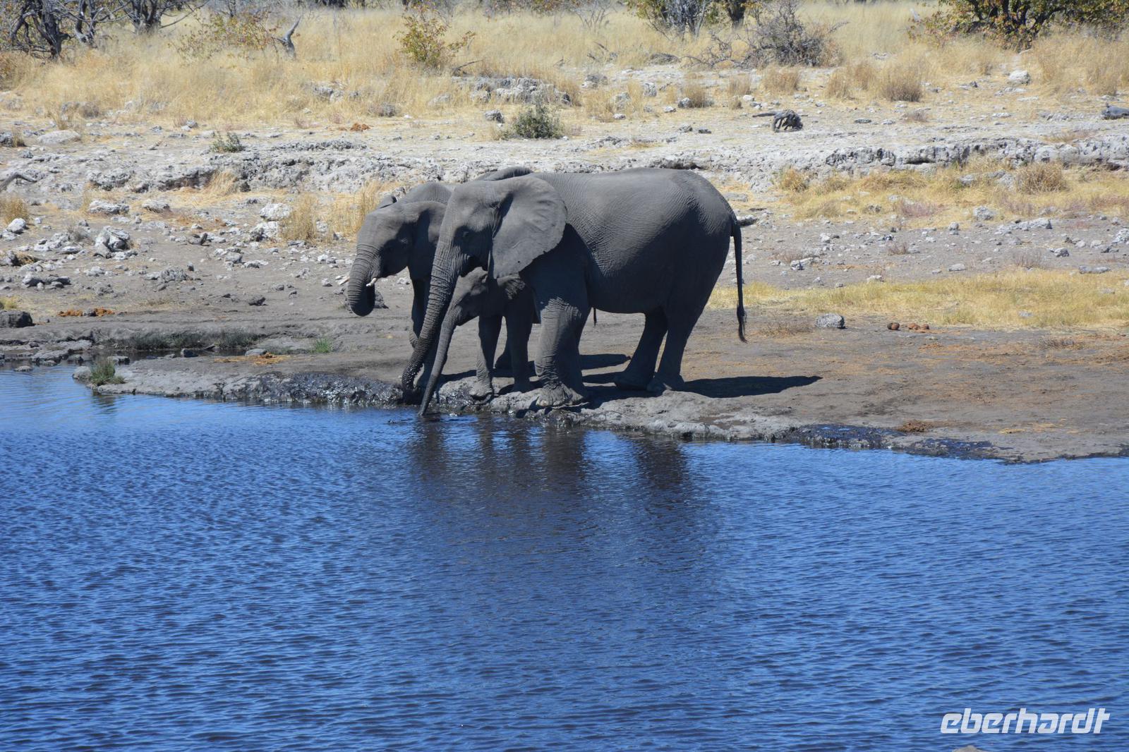 Elefanten am Wasserloch
