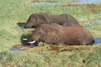 Elefanten im Chobe Fluss im frischen Gras