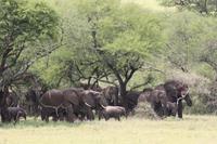 Elefanten in der Serengeti