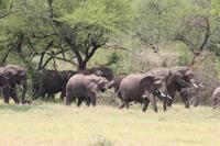 Elefanten in der Serengeti