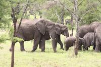 Elefanten in der Serengeti